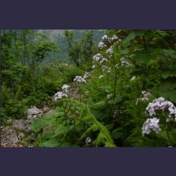 2007-05_10Saletsteig_Sagereck-Steig (018).JPG